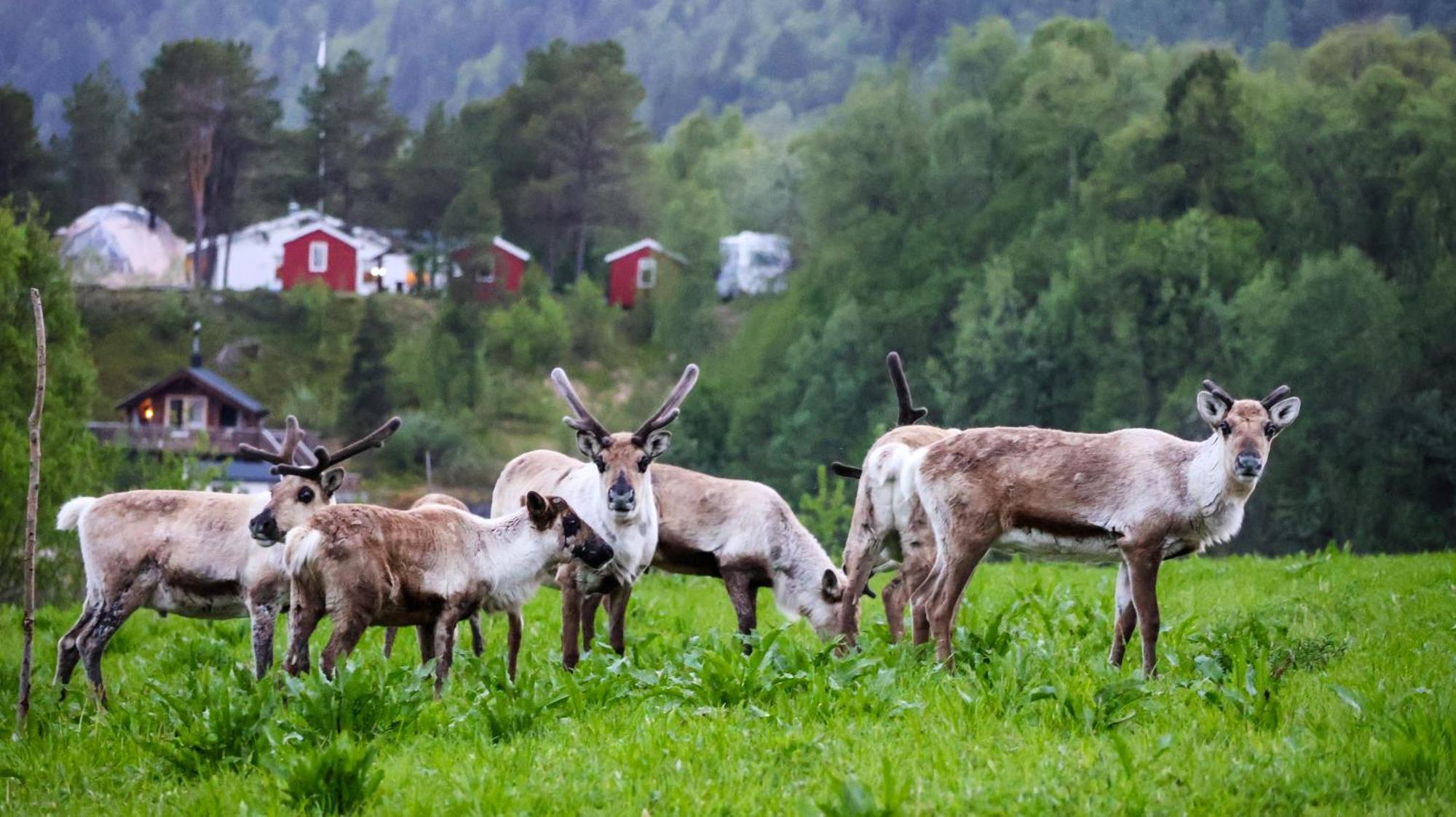 Norwegian Wild Villa Brygghaugen Luaran gambar